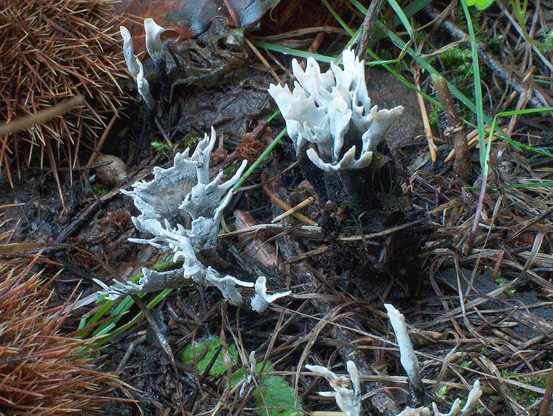 Xylaria hypoxylon. Scheda fotografica